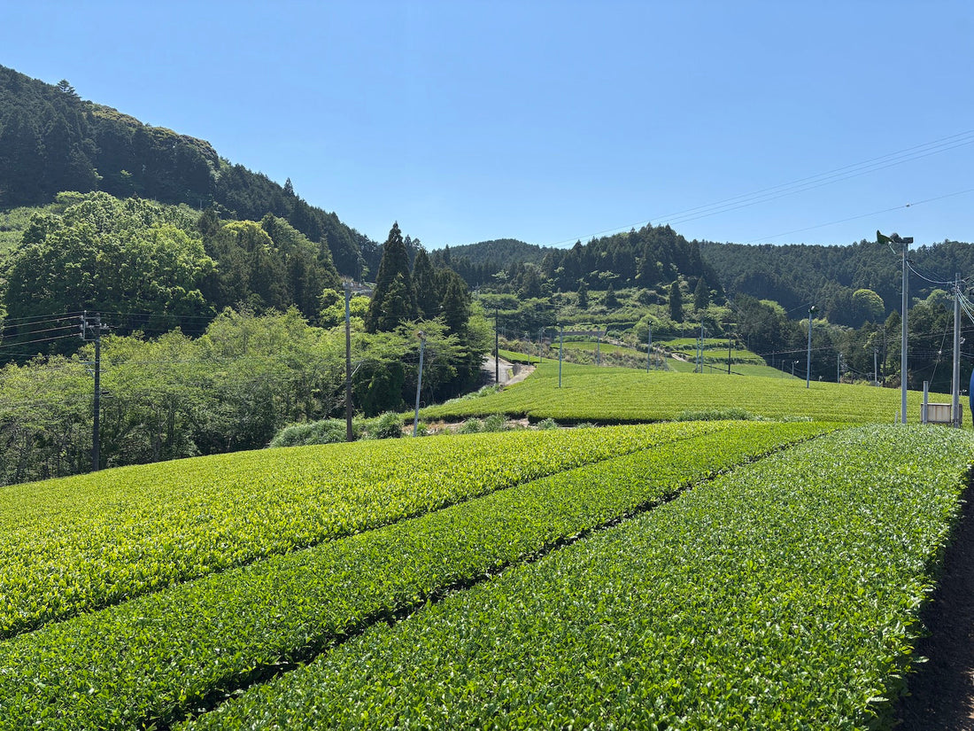 Why Is There a Matcha Shortage?