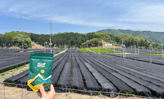 Our Visit to the May Matcha Harvest: A Journey to Japan’s First Flush Tea Fields